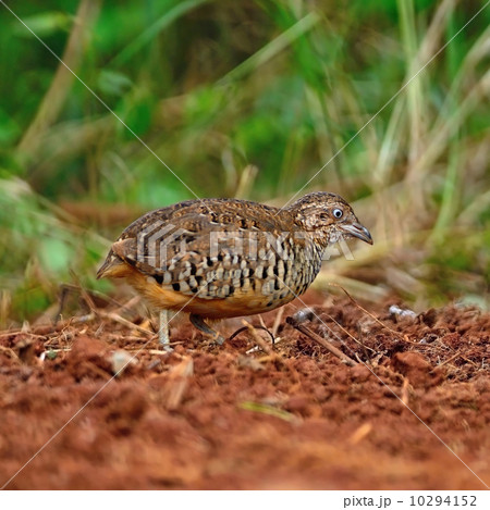 male Barred Buttonquail 10294152