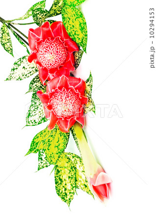 Torch Ginger 10294153