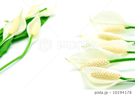 Spathiphyllum Spathiphyllum 10294178