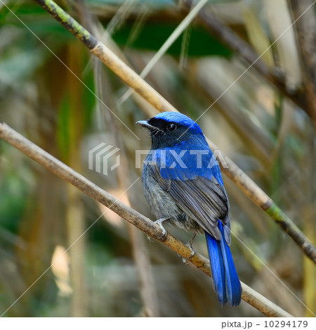 Large Niltava Large Niltava 10294179