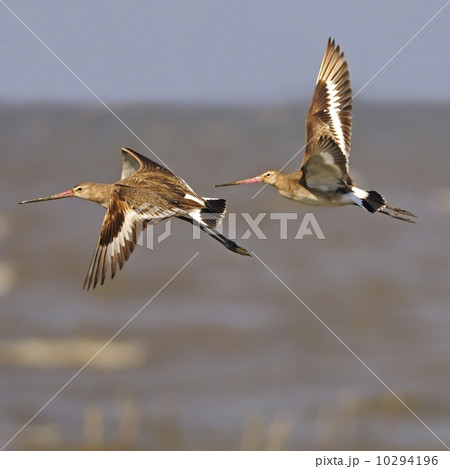 Eastern Black-tailed Godwit 10294196