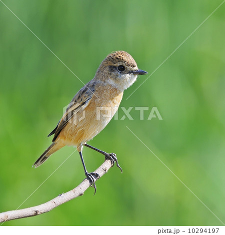 Eastern Stonechat Eastern Stonechat 10294197