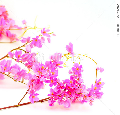 Coral Vine 10294202
