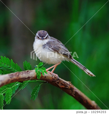 Plain Prinia 10294203