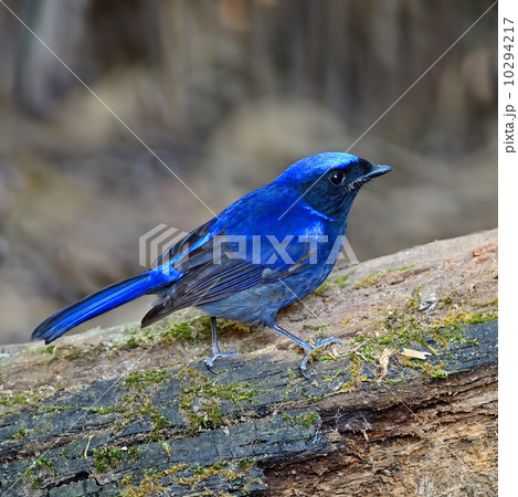 Large Niltava Large Niltava 10294217