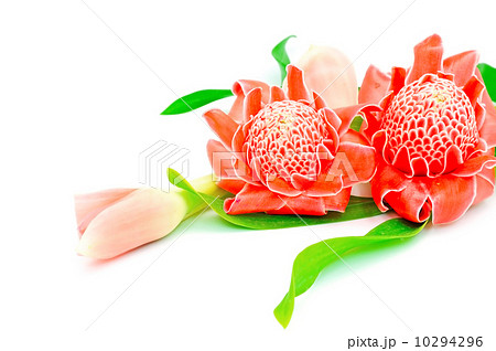 Torch Ginger 10294296