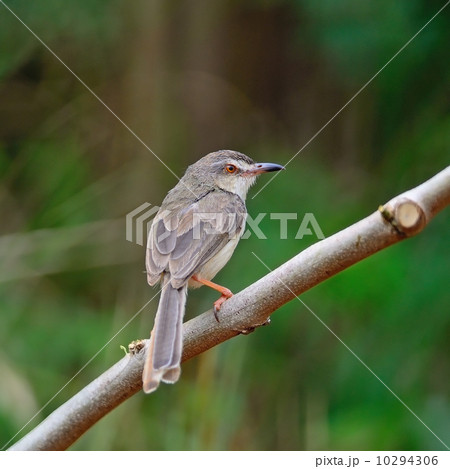 Plain Prinia 10294306