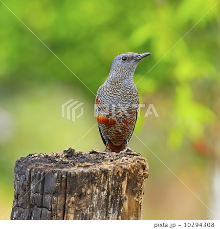 Blue Rock-Thrush Blue Rock-Thrush 10294308