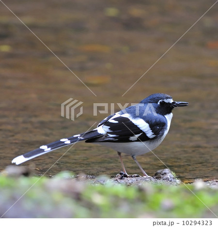 Slaty-backed Forktail Slaty-backed Forktail 10294323