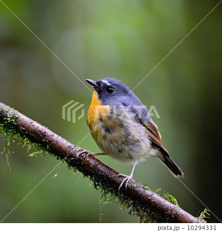 male Snowy-browed Flycatcher 10294331