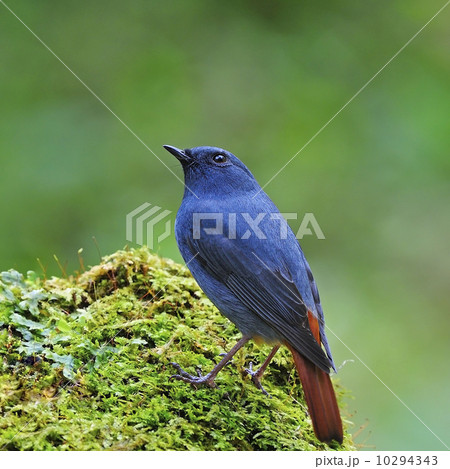 male Plumbeous Redstart male Plumbeous Redstart 10294343