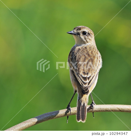 Eastern Stonechat 10294347