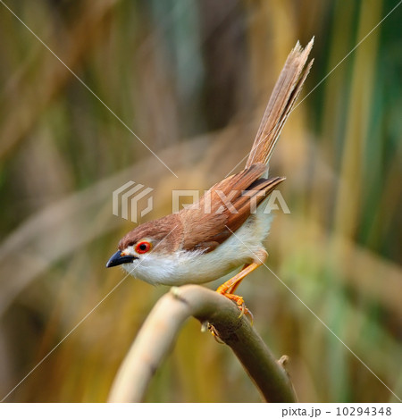 Yellow-eyed Babbler Yellow-eyed Babbler 10294348