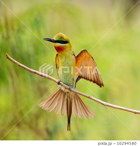 Blue-tailed Bee-eater Blue-tailed Bee-eater 10294580