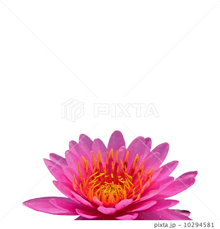 waterlily waterlily 10294581