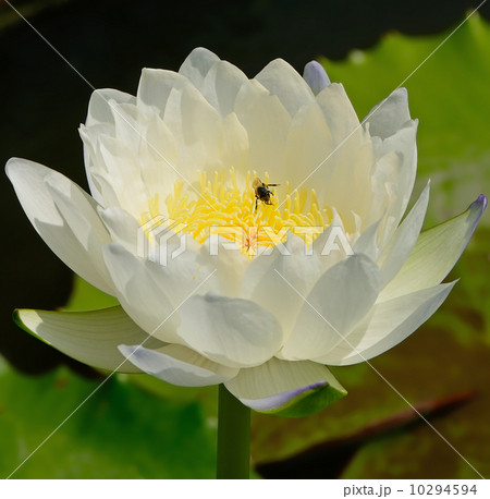 waterlily waterlily 10294594