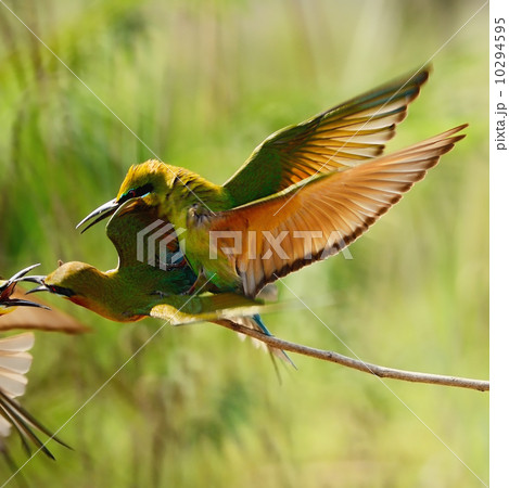Blue-tailed Bee-eater 10294595