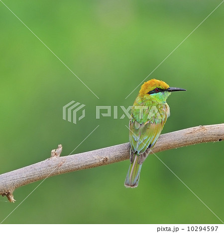 Little Green Bee-eater Little Green Bee-eater 10294597