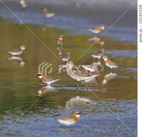 Eastern Black-tailed Godwit 10294598