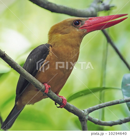 female Brown-winged Kingfisher female Brown-winged Kingfisher 10294640