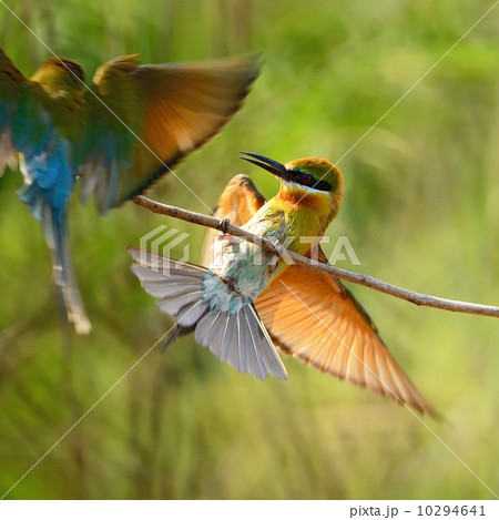 Blue-tailed Bee-eater Blue-tailed Bee-eater 10294641