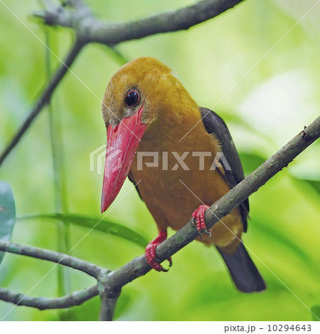 female Brown-winged Kingfisher female Brown-winged Kingfisher 10294643