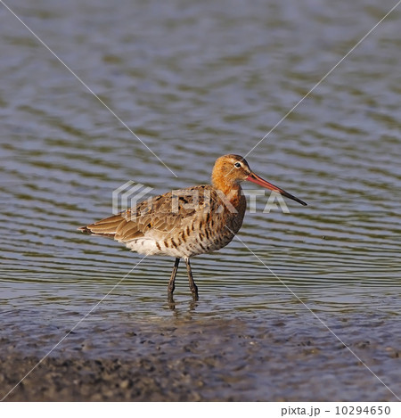 Eastern Black-tailed Godwit Eastern Black-tailed Godwit 10294650