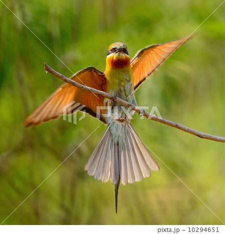 Blue-tailed Bee-eater Blue-tailed Bee-eater 10294651
