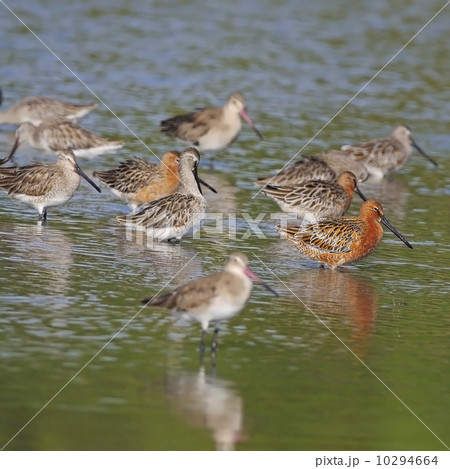 Asian Dowitcher Asian Dowitcher 10294664