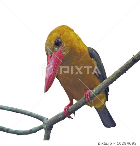 female Brown-winged Kingfisher female Brown-winged Kingfisher 10294695