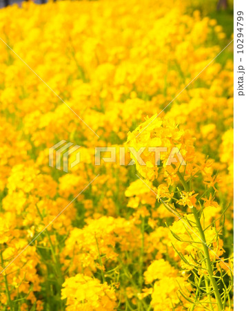 沢山の菜の花 縦の写真素材