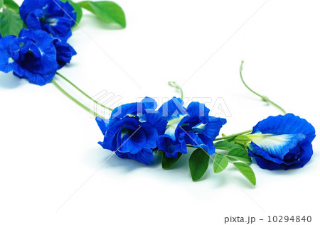 Blue Pea Blue Pea 10294840