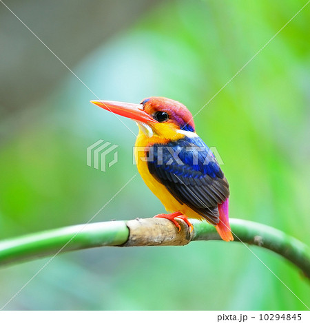 Black-backed Kingfisher 10294845