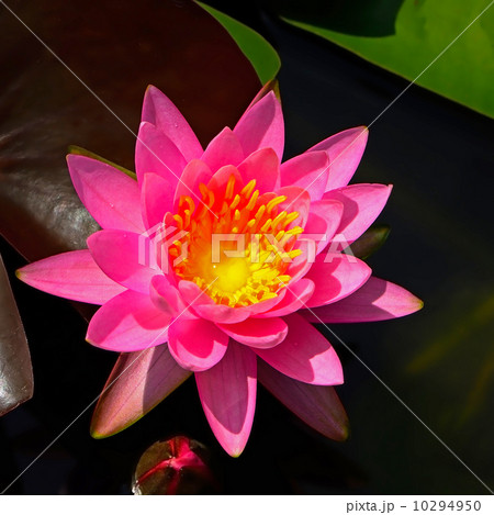 waterlily waterlily 10294950
