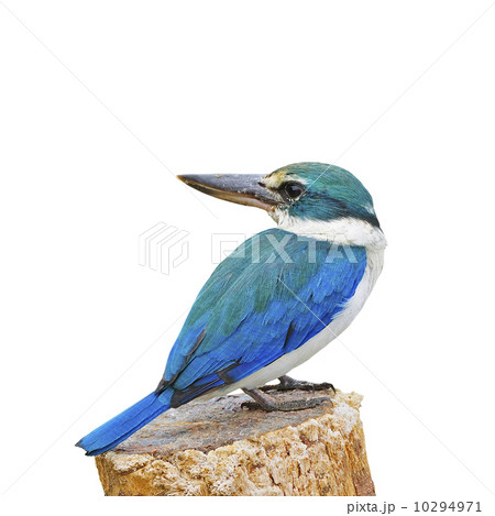 Sacred Kingfisher Sacred Kingfisher 10294971