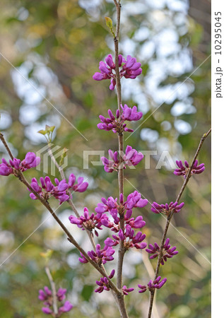 ハナズオウ（花蘇芳） 10295045
