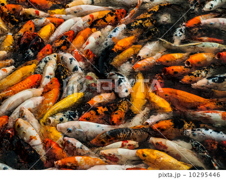Chinese carps Chinese carps 10295446