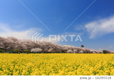 桜 桜 10295518