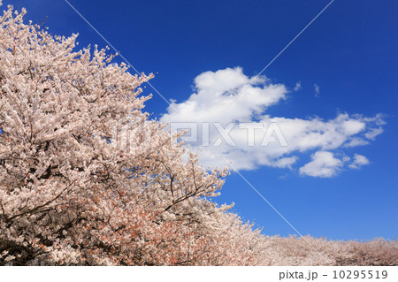 桜 桜 10295519