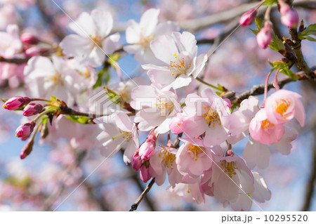 桜 10295520