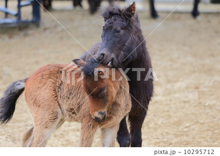 日本一小さい野間馬 日本一小さい野間馬 10295712