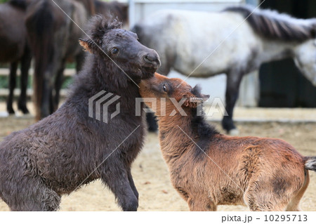 日本一小さい野間馬の写真素材