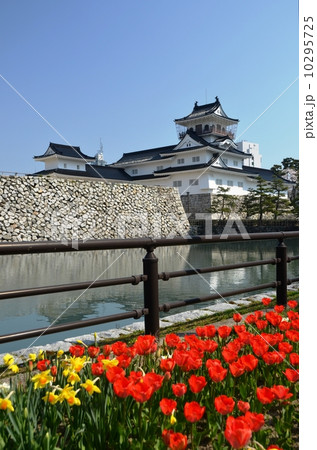チューリップと富山城 10295725