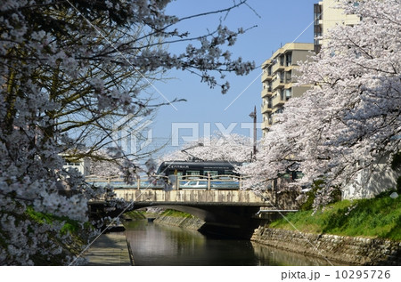 桜の中を走るセントラム 10295726
