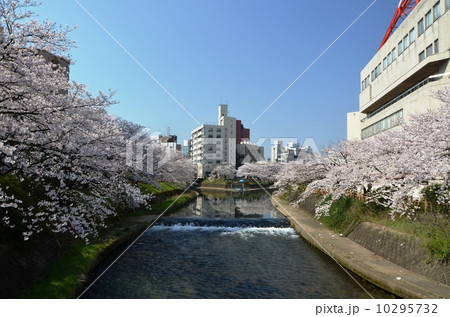 富山の桜の名所松川べり 10295732