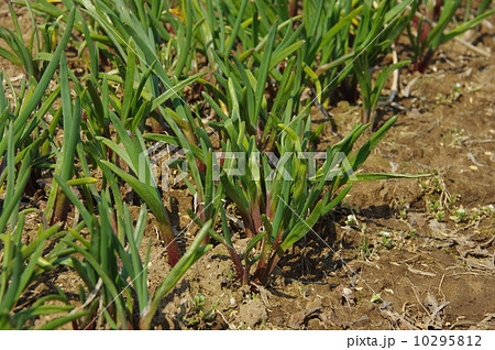 ニラの芽吹き　ニラの再生 10295812