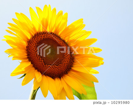 ひまわり 10295980