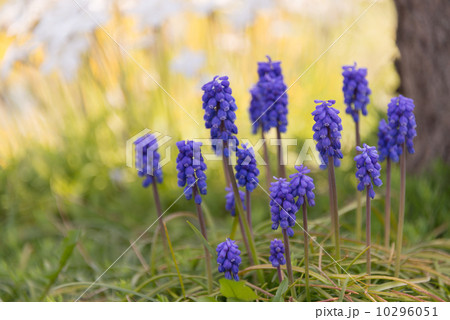 ムスカリ　季節の花写真素材 10296051