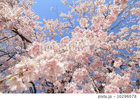 枝垂れ桜 枝垂れ桜 10296078