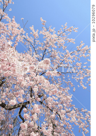 枝垂れ桜 枝垂れ桜 10296079